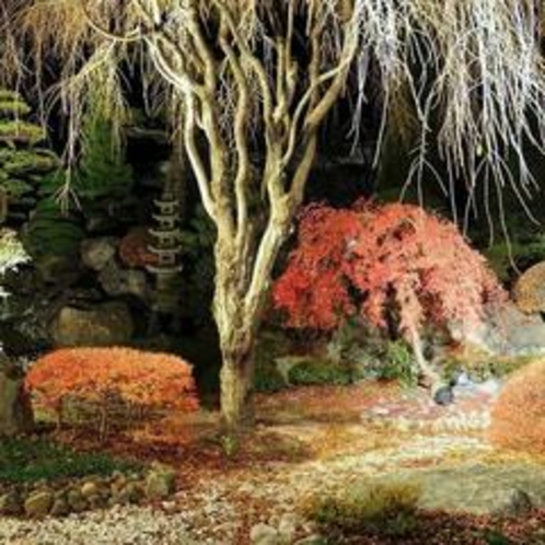 ライトアップされた紅葉の日本庭園（秋）
