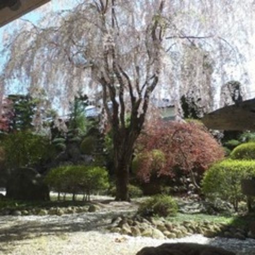 桜の時期の中庭。お越しの際は是非ご覧下さいませ。
