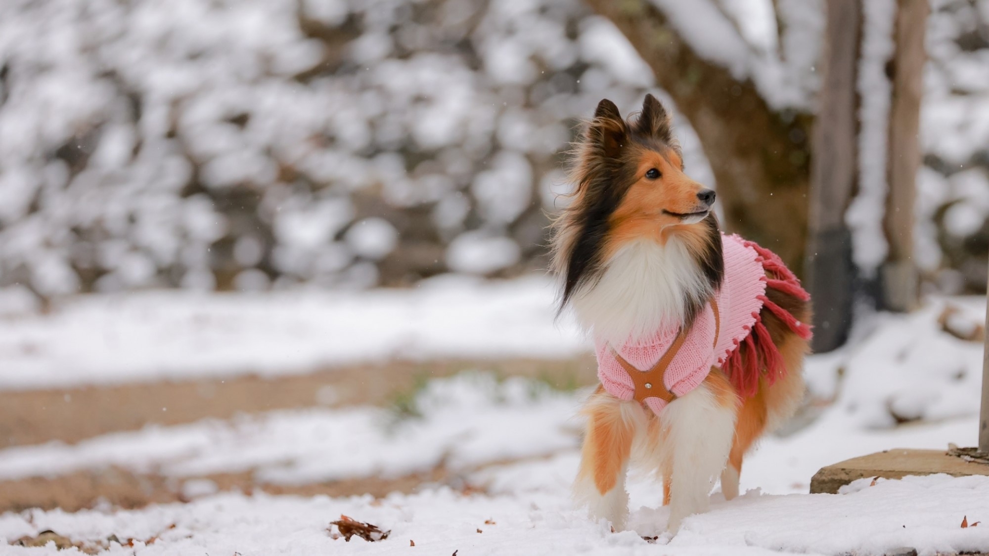 【冬満喫SALE】≪一律20％OFF≫大分自慢の旬魚や旬菜で四季の彩りを愉しむ＜●最上級地獄会席＞