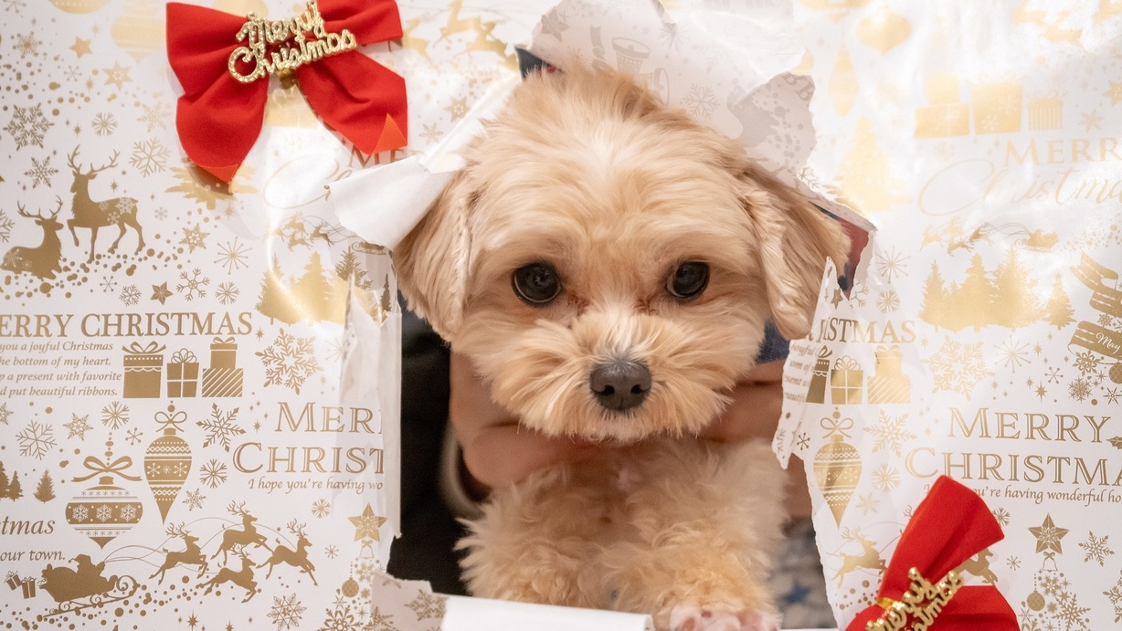 【クリスマス】ワンちゃん用ケーキ＆おもちゃの特典付き♪ゆるりで過ごす特別な温泉旅＜特選地獄会席＞