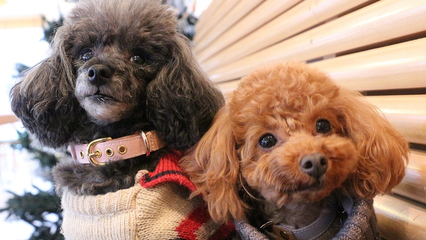 【12/28-12/30・1/3限定】全室露天風呂付き客室で愛犬と過ごす旅時間＜●最上級地獄会席＞