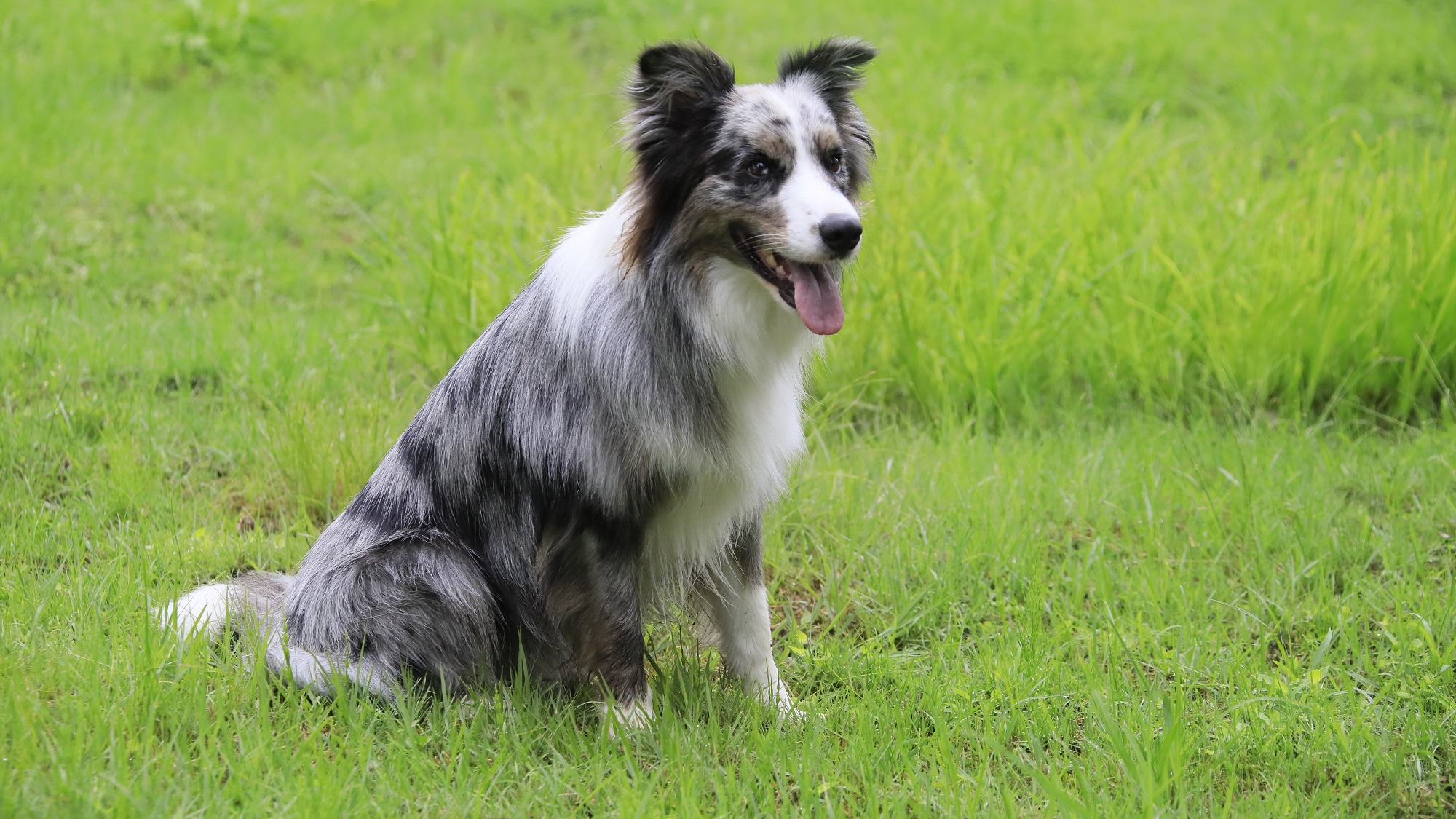 【ミニドッグラン】ワンちゃんたちも思いっきり遊ぶことができます（一例）