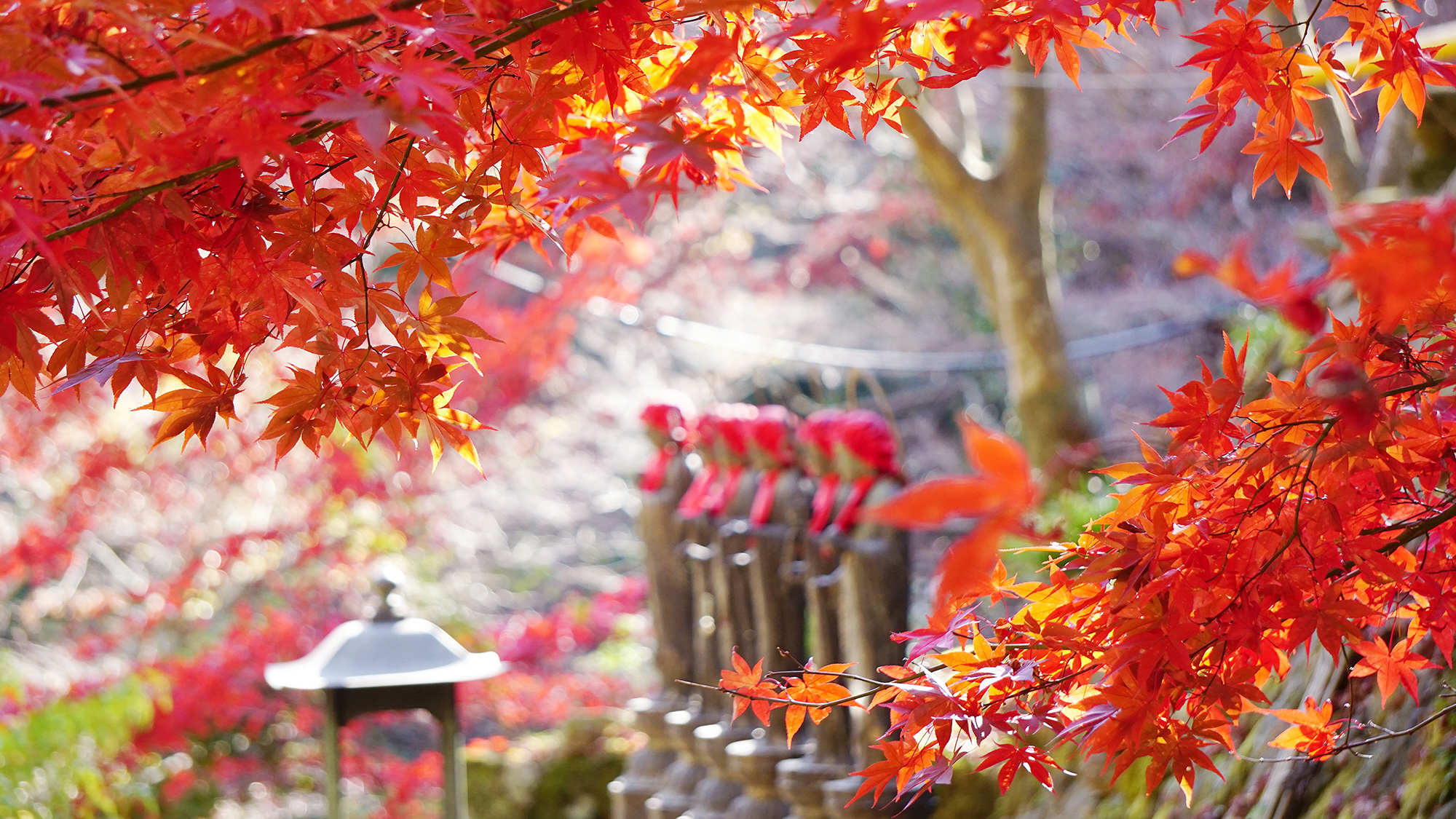  **【雨降山大山寺の紅葉】石段の頂上からは伊勢原の街が見下ろせ、気分はまさに天空の紅葉狩り！