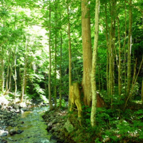 *【風景】美しい緑と青のコントラスト…自然豊かな奥森吉へようこそ！