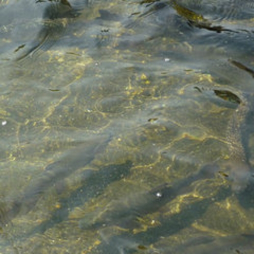 *【鮎】森吉山から流れる清流で育った鮎は、大きくて力強い！