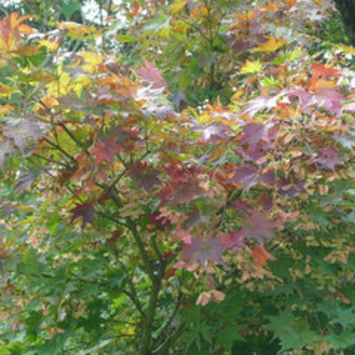 *【森吉の紅葉】緑から赤に染まり、秋も深まります。