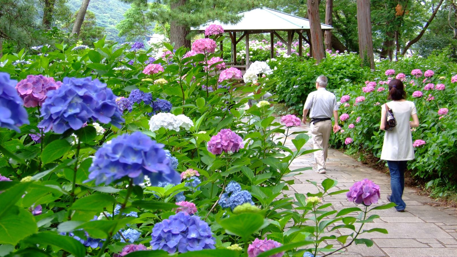 下田公園のあじさい祭りは毎年６月開催です。