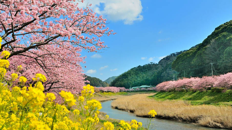 みなみの桜