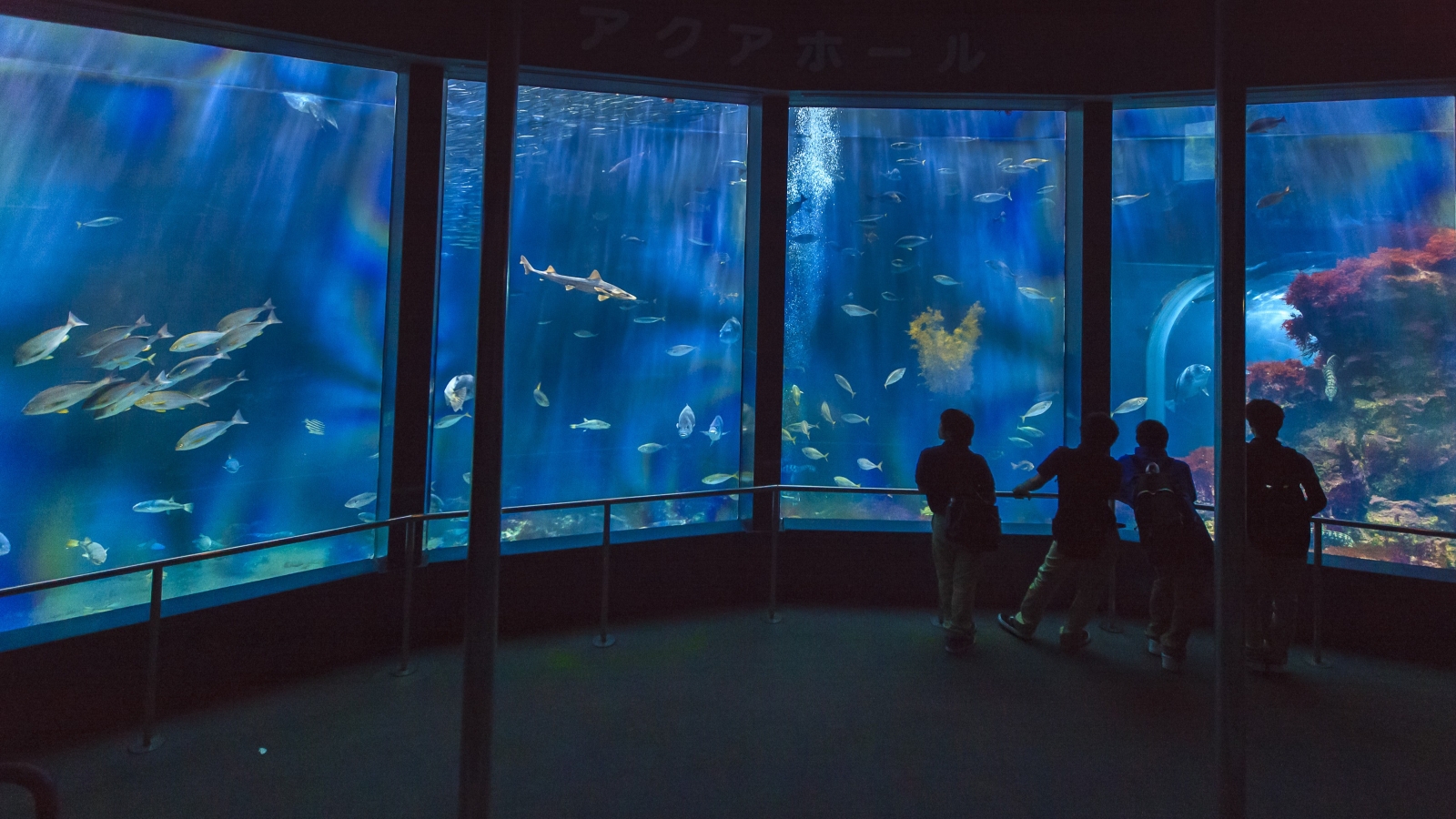 下田海中水族館