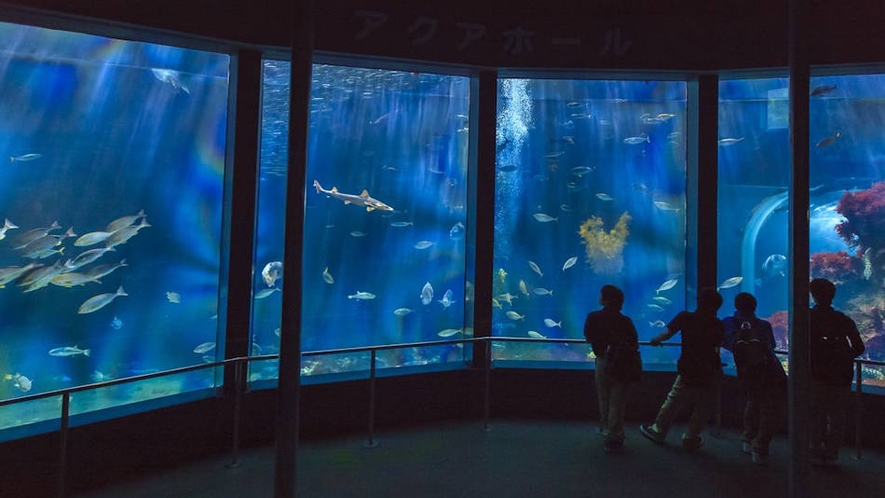 海の中に潜っているような錯覚になっちゃいます