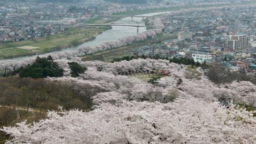 （春）船岡城址公園の桜