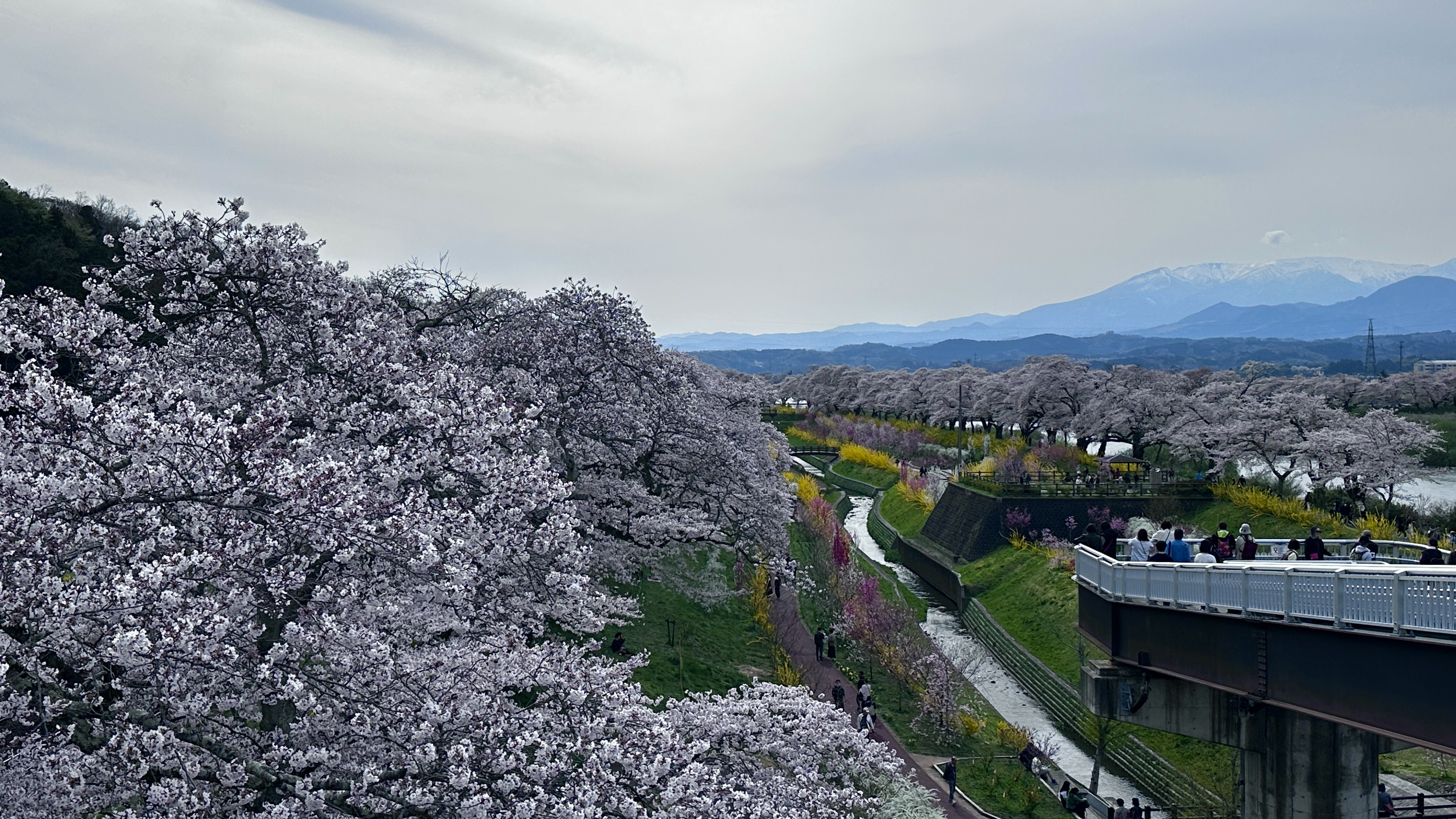 一目千本桜