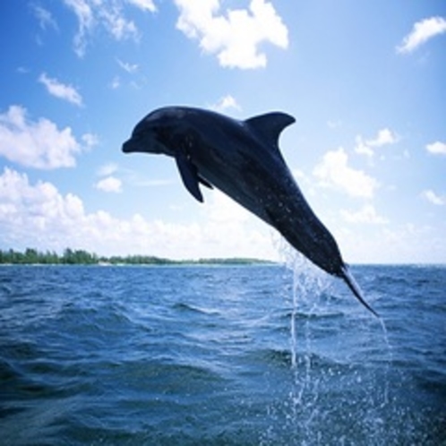 夏限定！『日間賀島ドルフィンビーチ』イルカと貴重な体験ができますよ！予約必須なのでご注意下さい。