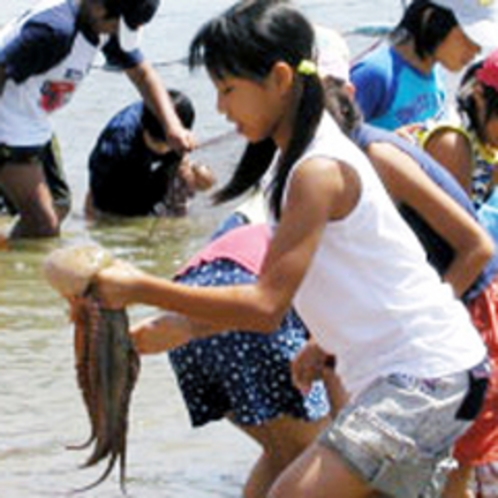 日間賀島でしか体験できない！タコのつかみ取りは、５月～８月開催。毎年８月１２日は、タコ祭り！！