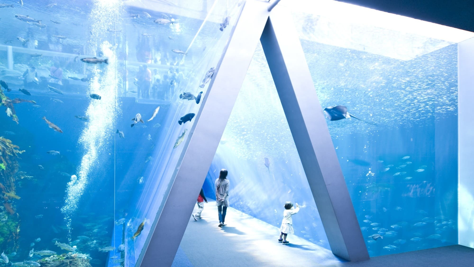 【「環境水族館」アクアマリンふくしま１日入場券付】フレンチポリネシアンビュッフェ！