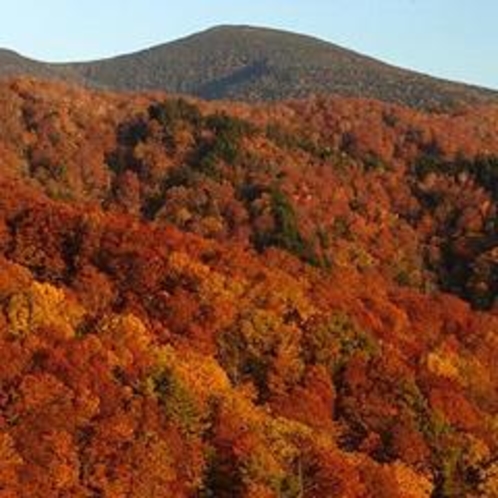 スカイバレー展望台から見た紅葉