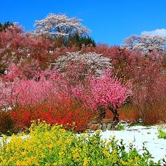 花見山公園爛漫