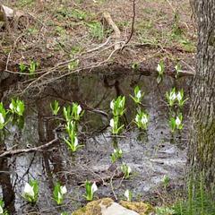 ホテル裏　水芭蕉群生