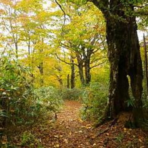 野鳥の森探勝路