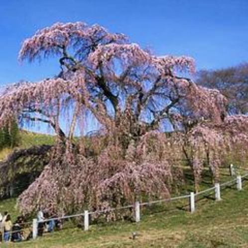 三春の滝桜.jpg