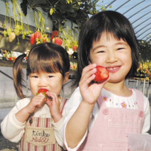 *【みはらしファーム】当館より車で約50分！お子様でも楽しめる「いちご狩り」