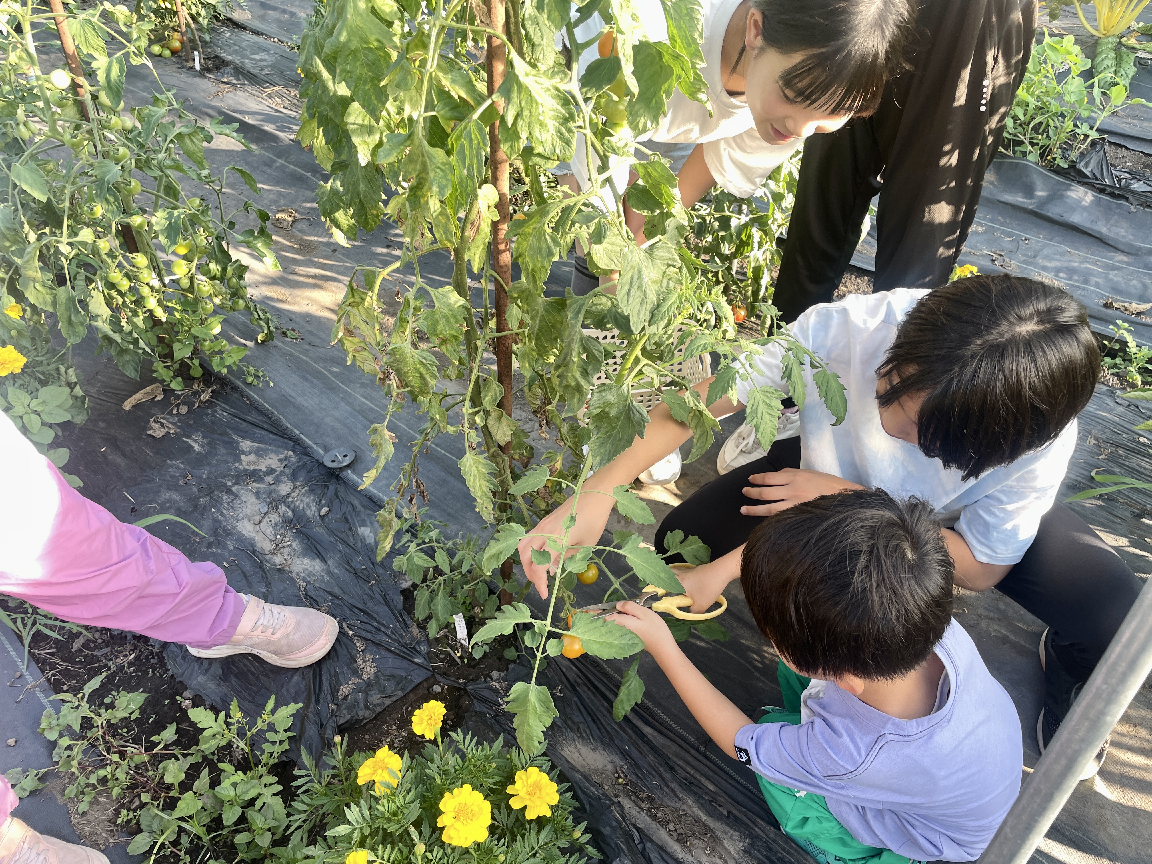 野菜収穫体験（夏限定）