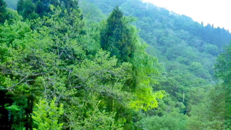 *【景色】当館からは豊かな白山の自然がご覧いただけます。