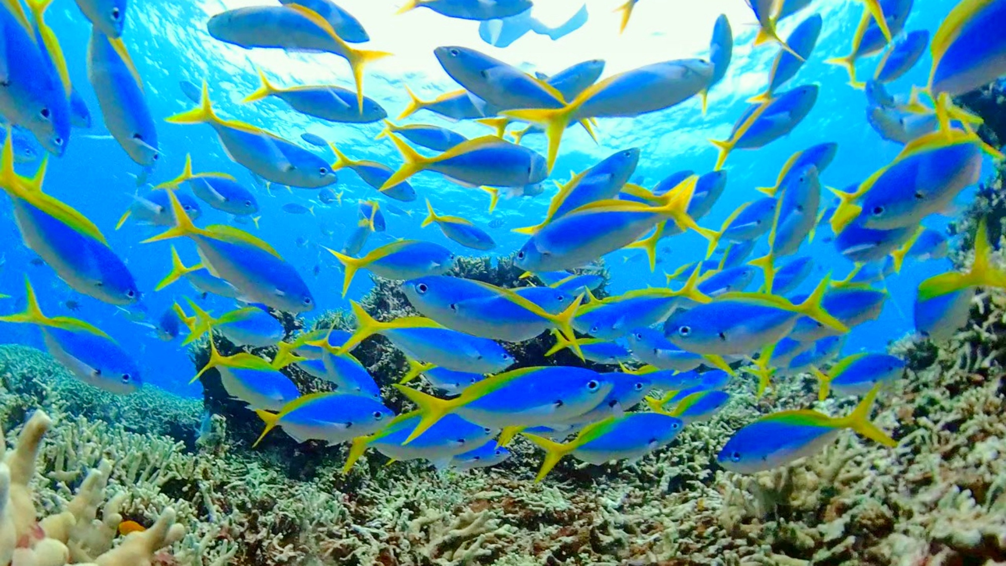 *【海の中の魚たち】透き通る青い海で、南国の魚たちが優雅に舞う至福の時間を体験してください。