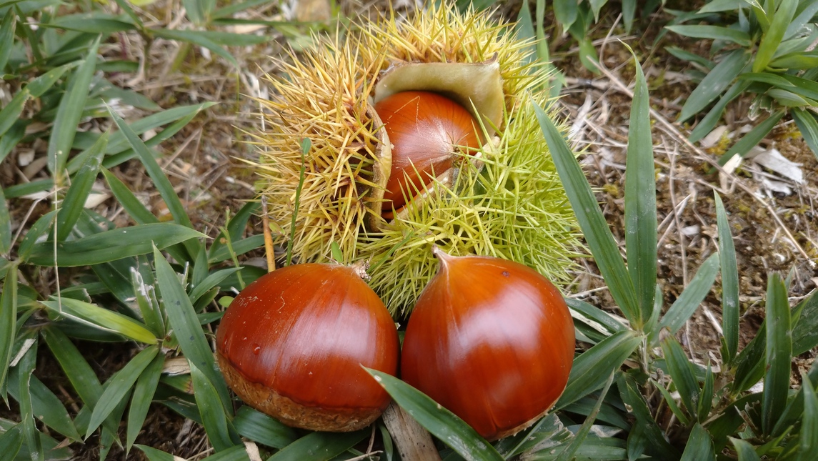 お泊り（朝食付き）