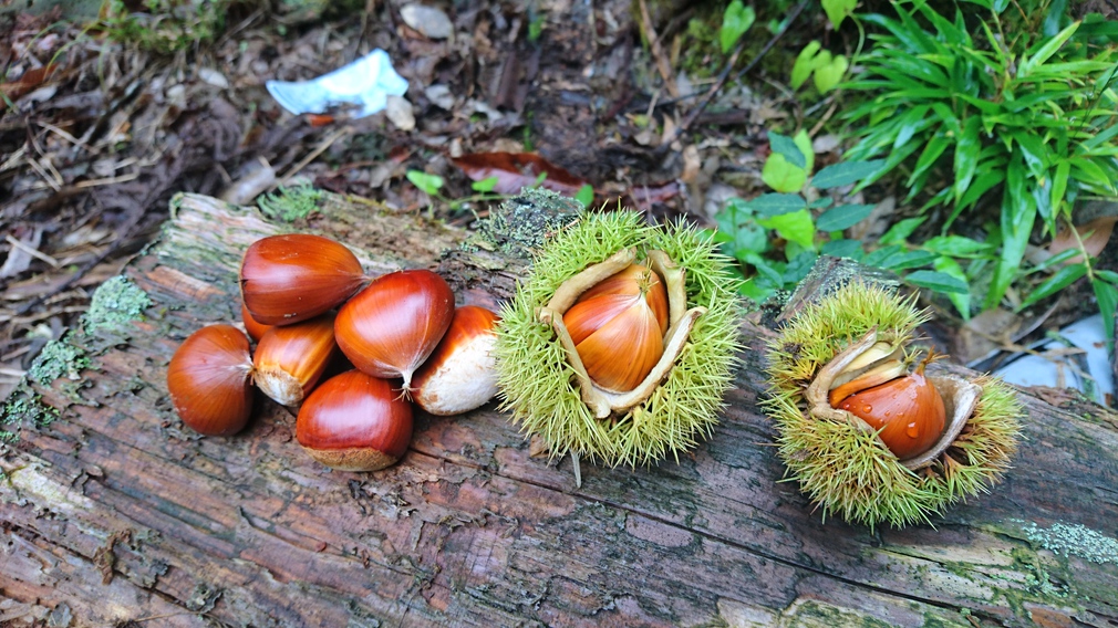 お泊り（夕食付）