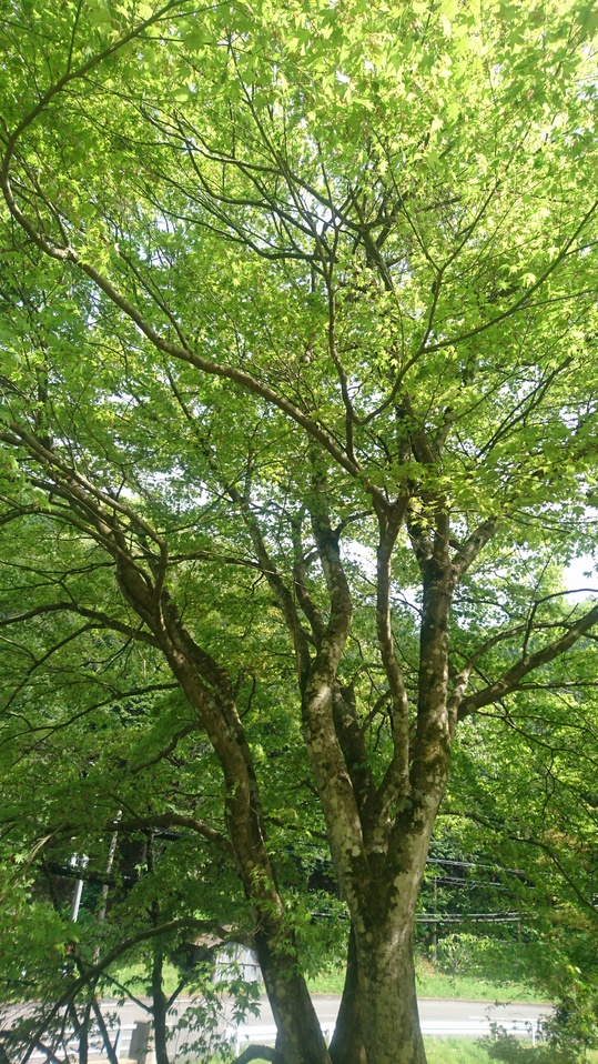 お泊り（朝食付き）