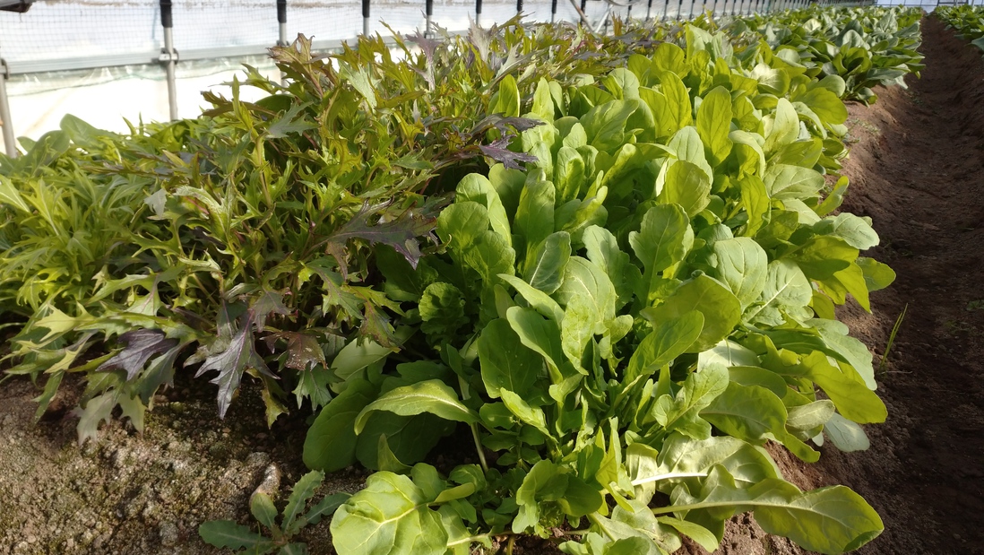 お泊り（朝食付き）