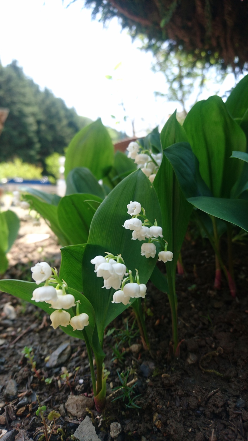 お泊り（朝食付き）