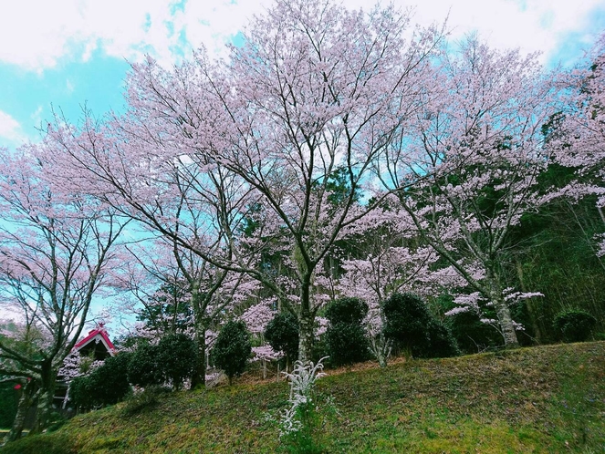 桜