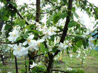 りんごの花が咲き出した、神鍋リンゴ園