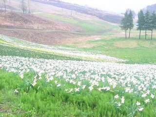 神鍋・水仙まつり