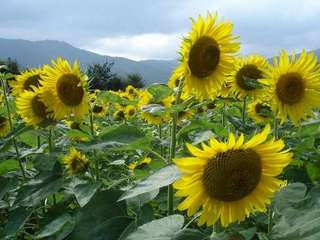 ひまわりがいっぱあ〜い♪