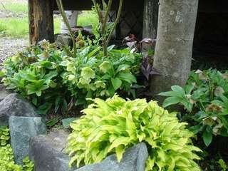 クリスマスローズとぎぼうし