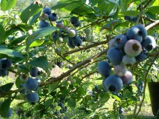 ブルーベリーのスイーツいかが