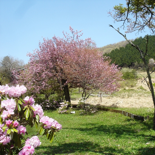 4月 しゃくなげと八重桜。春です！ログの周りも素晴らしい景色です。