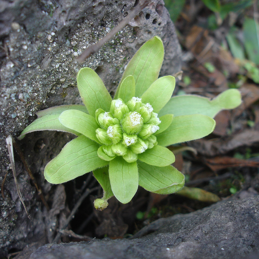 フキノトウは、ログのまわりにも顔を出します。かわいくて採れません(笑)