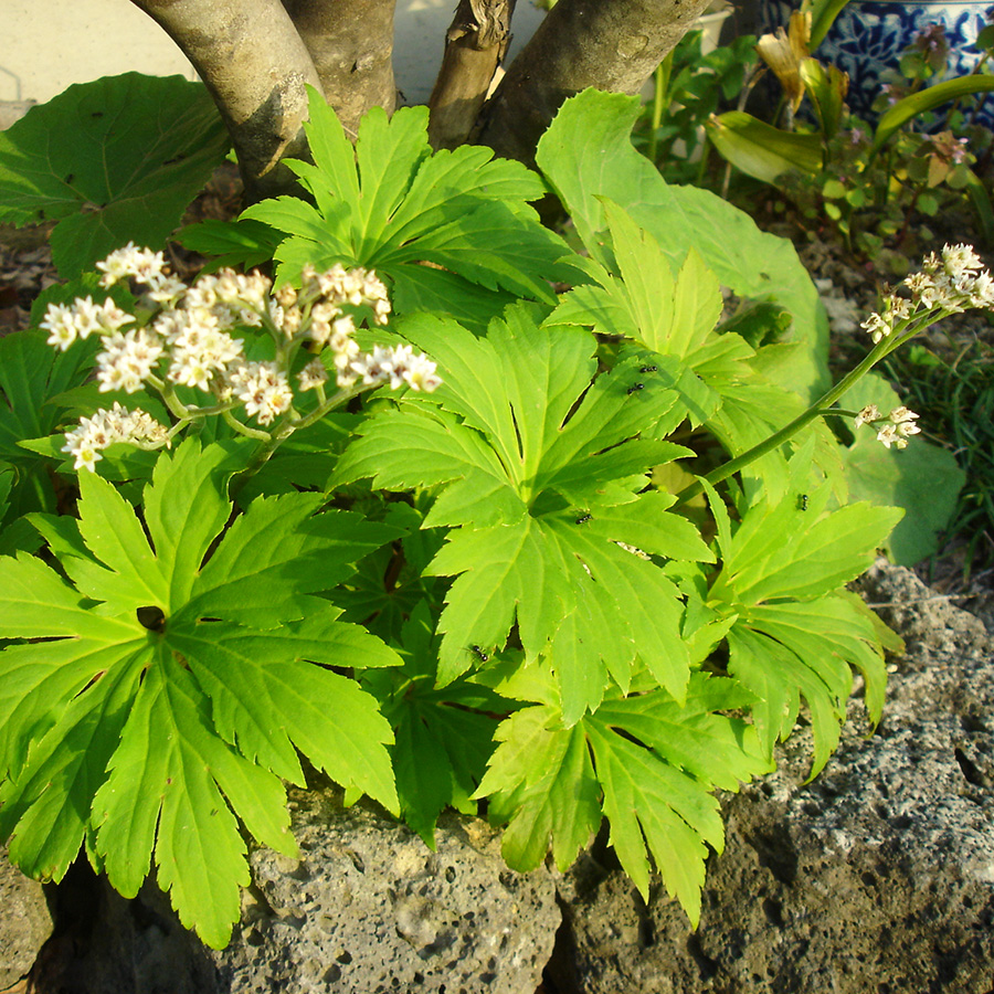 春 庭ヤツデの花