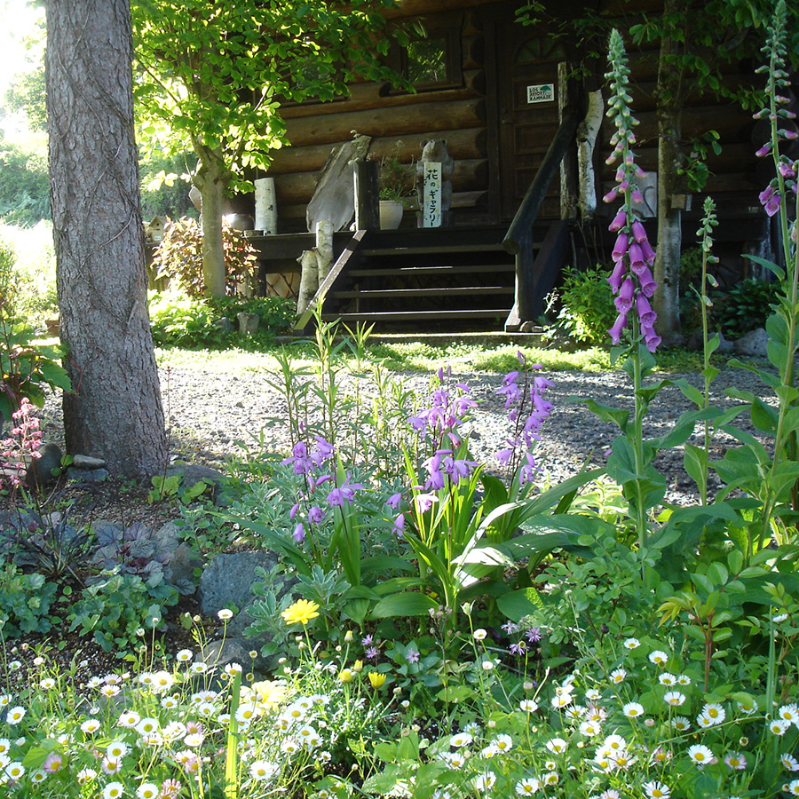 初夏の庭の様子