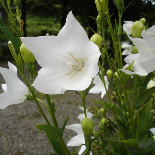 夏の庭に涼やかに咲く白キキョウです。