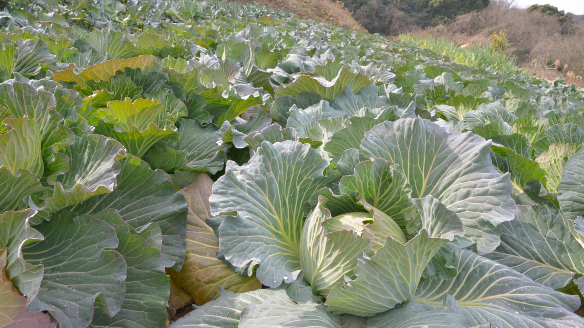 *当館のお野菜は自家菜園で真心こめて作っております。甘いと好評です。