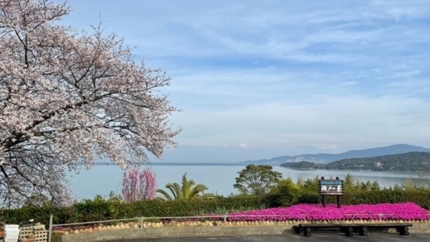 満開の桜と瀬戸内海の景色