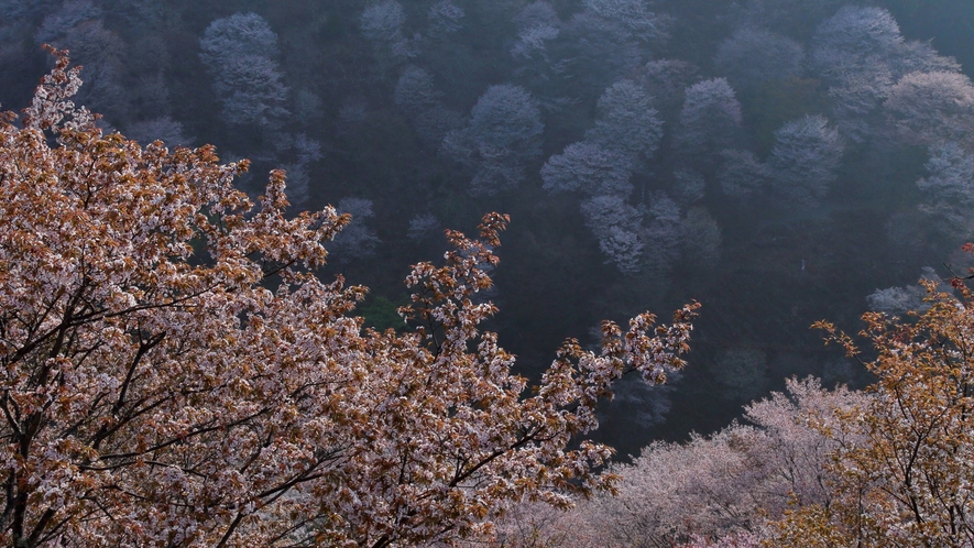桜で有名な吉野山へは約30分
