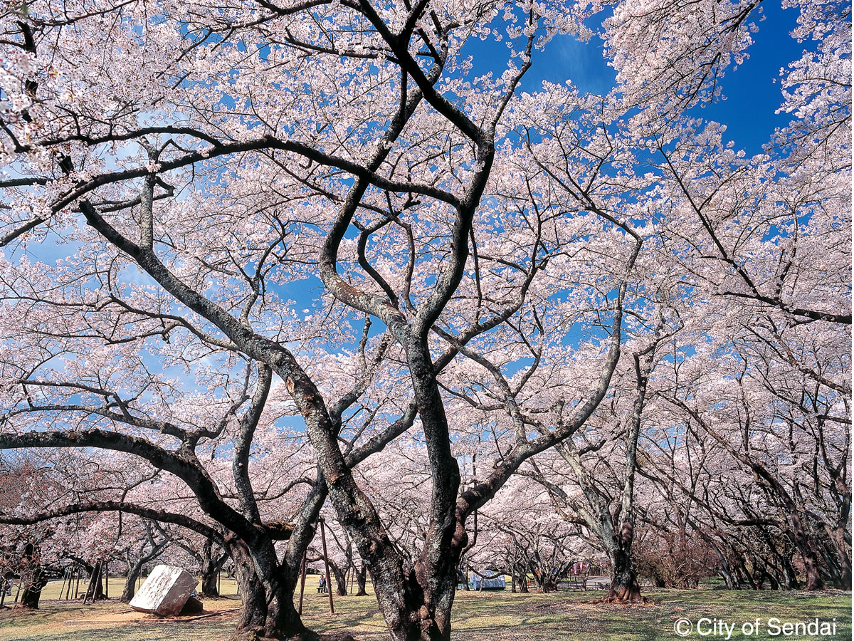 桜_西公園