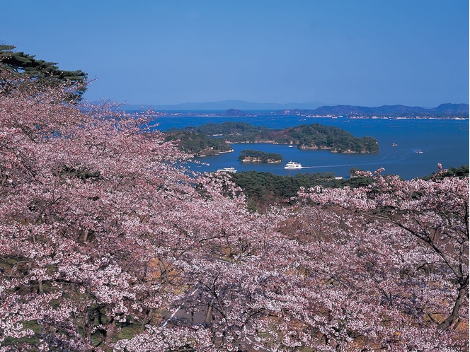 桜_松島湾