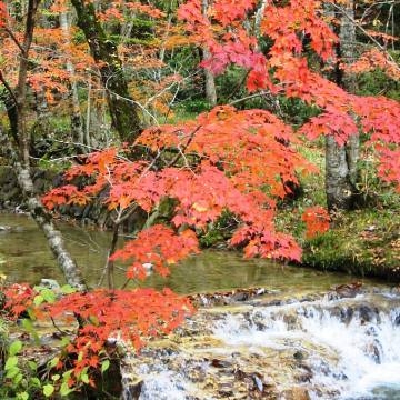 【秋得】◆2食付プラン◆鶏ちゃん・川魚・旬野菜を食すプラン♪(紅葉）！！